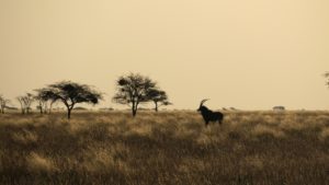 Read more about the article Mokala Game Reserve