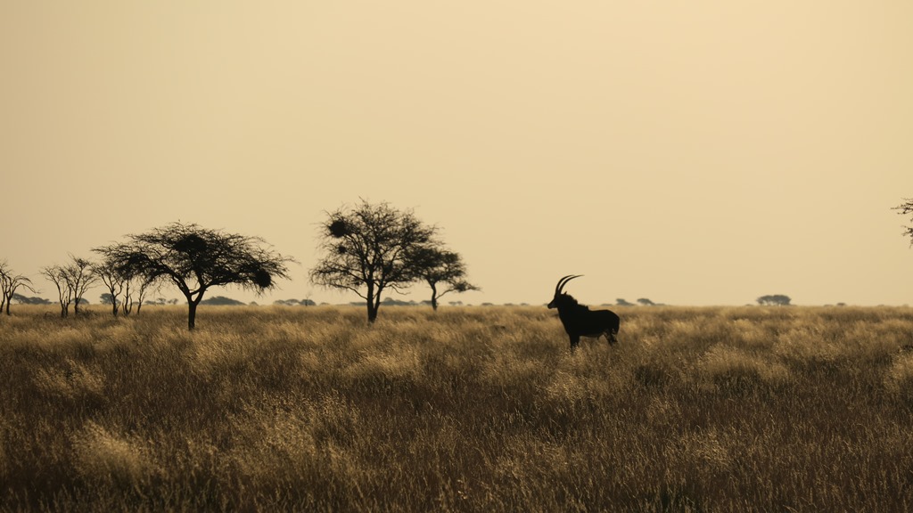Read more about the article Mokala Game Reserve