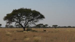 Mokala