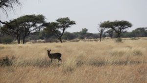 Mokala