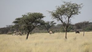 Mokala