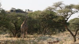Mokala