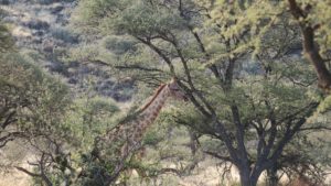 Mokala