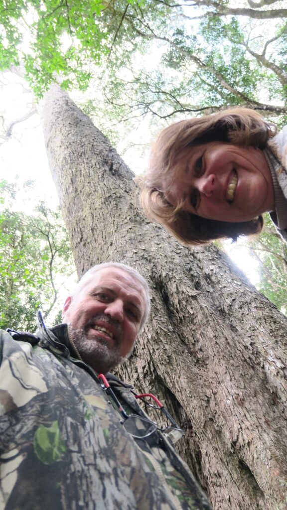 Big Tree in Knysna forest