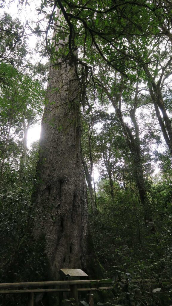 Big Tree in Knysna forest