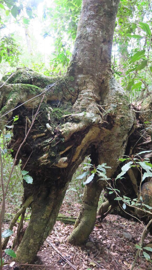Tree in Knysna forest