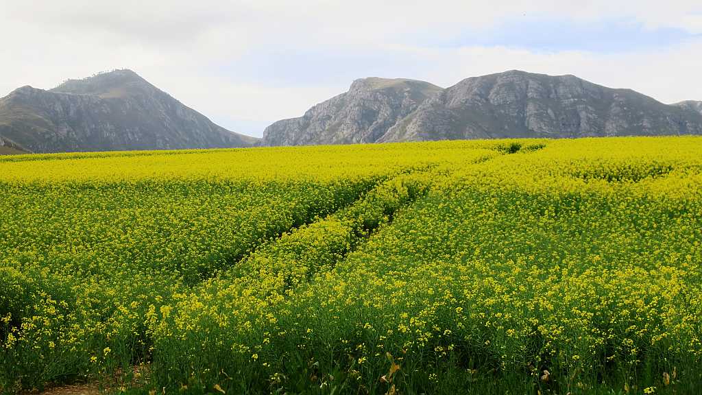 Near Greyton
