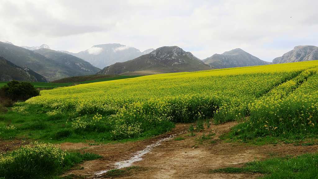 Near Greyton