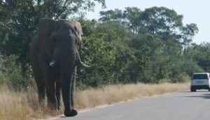 Read more about the article Pretoriuskop rest camp