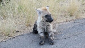 Read more about the article Shingwedzi Rest Camp